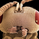 Illustration for article titled The Tongue Of The Dung Fly Speaks Volumes